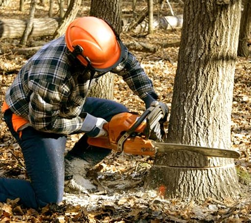 Tree Removal in Gordon, WV